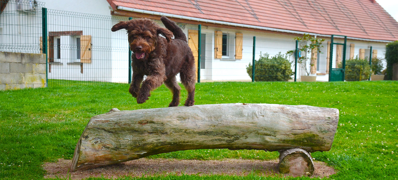 Votre pension familiale pour le bien-être de votre chien