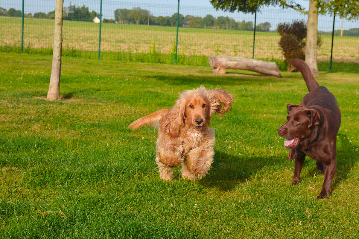 Préparer le séjour de votre chien