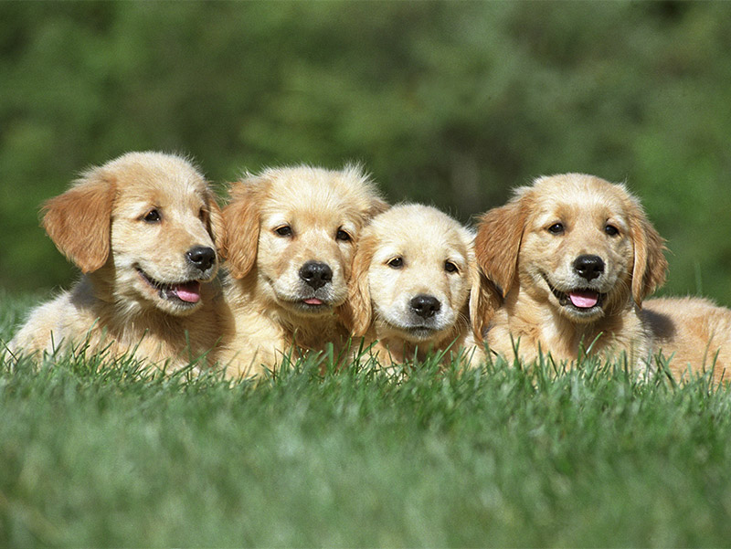 Quel chiot-chien puis-je choisir ?