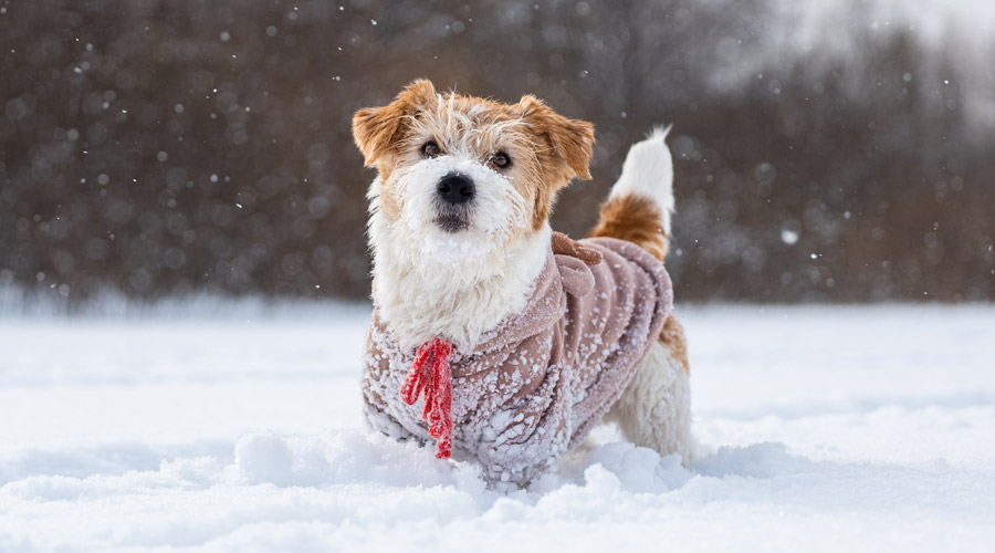 Le froid arrive !